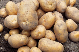 フライドポテトにぴったり！優しいお芋の風味とホクホク＆ねっとり感・ホッカイコガネ（合計5キロ）