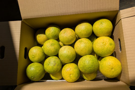 特売セール　黄色く酸っぱさと甘さが増えている【自然栽培】 かぼす　3Kg