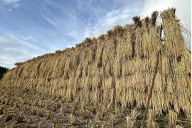 [新米]天日干しJAS認定オーガニック・有機栽培米　新潟県南魚沼産コシヒカリ
３kg[令和7年産]八海山の里で実りました。