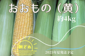 【2025年夏🌽予約受付中】
✨まさに“おおもの”級の甘さ✨
朝採れ直送｜黄色い超特大とうもろこし 4kgセット（約10〜12本）