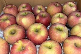 【訳あり】山形県産葉取らずりんご　早生ふじ「こうりん」　約5kg(20~13個)