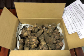 紫菊芋(フランス種)3キロ★自然農法★【朝掘り！鮮度保持の土付き！】