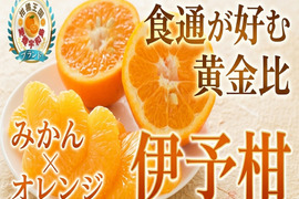 【日テレ話題沸騰】柑橘界の香りキング登場🍊『伊予柑』冬だけの贅沢リラックスフルーツ🍊受験応援にも癒しの柑橘ギフト🍊お試しキャンペーン約1kg【2027年2月中旬予約】