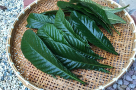 【自然栽培】枇杷の葉（生葉）50枚🌿 兵庫県有馬温泉の麓よりお届け♨️ ビワ びわの葉