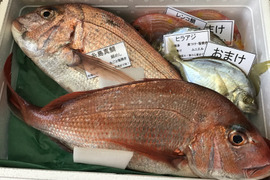 5月解禁‼️天然糸島真鯛2匹セット(1匹800ｇ～1キロ)‼️2025年5月5日初出漁予定‼️