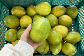 大玉レモン【璃の香】1kg・果汁たっぷり製菓・ジュース・ドリンクなどに