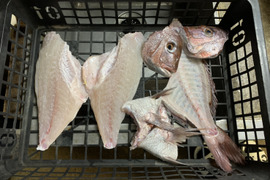 長崎県牧島産養殖真鯛　1〜1.2キロサイズ　　3枚卸し済み

熨斗付き可