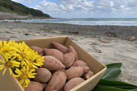 甘くて美味しい安納芋・種子島産・有機農業・ご家庭で焼きやすい中小サイズ・箱込み2kg
