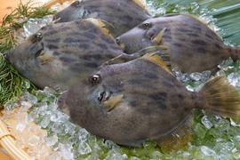 【食べ比べセット】カワハギ2尾＆ウマヅラハギ2尾