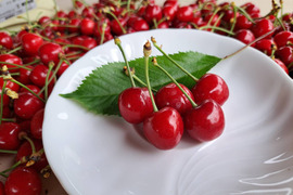 初夏の便り 爽やかさくらんぼ『紅さやか』500g(M･L混合)