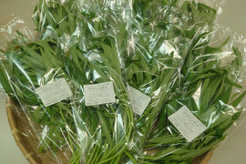 【★生で食べるクウシンサイ！！★】クウシンサイ（40ｇ×10袋）くせがなくて食べやすい！