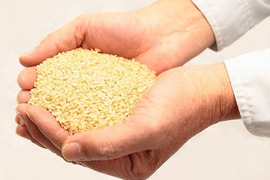【農薬・肥料不使用】味に自信あり！自然栽培米ハツシモ【10kg】【分つき精米】【令和4年産】