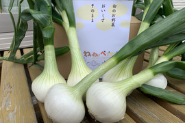 春の訪れ！淡路島の新玉ねぎ🧅(3Kg)【期間限定】