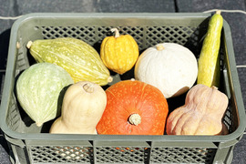 食べ比べ！かぼちゃセット！（約4kg、小・中型、3～5個入り）農薬・化学肥料不使用