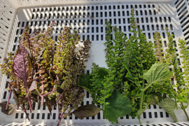 🍁【秋限定・数量限定】青紫蘇×赤紫蘇 2色の手摘み穂紫蘇食べ比べ 約50g｜塩漬け・醤油漬け・天ぷらに｜農薬・化成肥料不使用🍁
