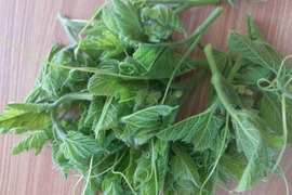 カボチャの新芽　100g　知らなきゃ損！農家の秘密食材、季節限定　　腐植栽培　栽培期間中農薬・化学肥料・除草剤不使用
