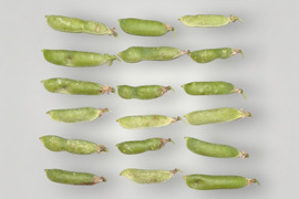 ※訳あり【常温便】希少なエンドウ豆「アラスカ」1.0kg