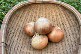 【自然栽培】旨み凝縮！徳島県産 農家の愛情たっぷり玉ねぎ(晩生)10kg
