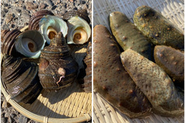 【江田島産】青ナマコとサザエのセット