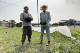 農薬・化学肥料栽培中不使用！羅王ザスウィート