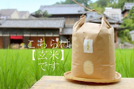 新米予約【金鵄米/玄米/10kg】冷めても美味しいヒノヒカリ2022年産きんしまい