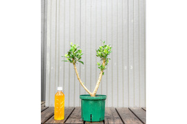 オリーブ 鉢植え ワラサ｜育てやすい シンボルツリー・盆栽にも最適　12