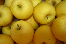 樹上完熟 はるか 小玉 家庭用 総重量 約4.3kg前後 青森県 南部地方産 自家りんご農園生産直送品！