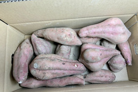 【訳あり】安納芋（保存のしやすい土付き）箱込み約５kg