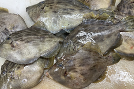 【確実に太い】本カワハギ/活ジメ/超特大サイズ/600～700g/大型のみ厳選冷凍！【冷凍】