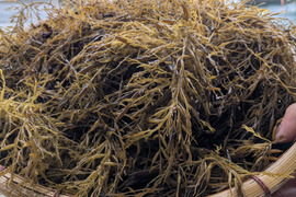 【採れたて！天然！】無加工 アカモク(生) 1kg