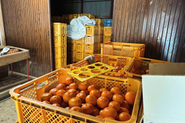 《松竹梅》"松" させぼ3kg/晟農園イチオシ温州みかん
