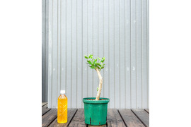 オリーブ 鉢植え ハーディーズマンモス｜育てやすい シンボルツリー・盆栽にも最適　31