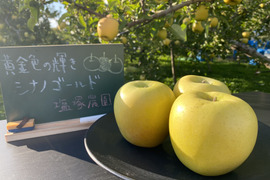シナノゴールドの通販｜りんご｜食べチョク｜産地直送(産直)お
