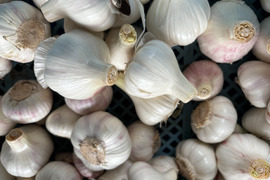 【期間限定】採りたてフレッシュ！鹿児島県産　生ニンニク１ｋｇ