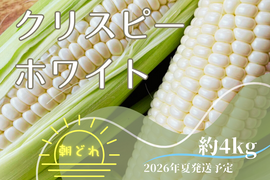 2026年7月夏発送【白いとうもろこし予約販売】
希少種クリスピーホワイト 4kg | バナナマンの早起きせっかくグルメ‼で紹介されました🌽
