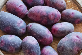 ★訳あり★じゃがいもグラウンドペチカ（デストロイヤー）ご家庭用 1.8kg【クール便】【栽培期間中、農薬・肥料不使用】
