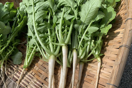 採りたてをぜひ！大根葉1.2kg