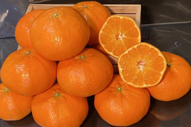 愛媛の甘平☆混合サイズ☆ご家庭用☆⒉5㎏