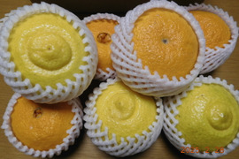 秀品🍊贈答に！
"不知火（伊豆デコ）" &"はるか"の　初春のうれしい食べ比べセット！ 　　　2.0㎏