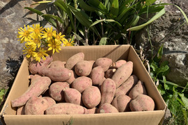 甘味あふれるオーガニック安納芋・小サイズ(かわいいミニ焼き芋に)箱込み10kg・種子島産