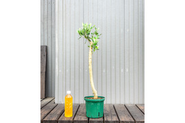 オリーブ 鉢植え カロレア｜育てやすい シンボルツリー・盆栽にも最適　2