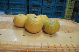 ジャバラ3ｋｇ　和歌山県特産柑橘（数量の変更可能）