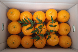 【贈答用】土佐の温暖な気候で、うま味がギュッ！！と詰まったぽんかん（２Ｌサイズ　5キロ）