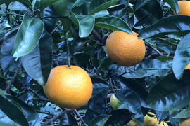 八朔5kg房州産(農薬・化学肥料不使用)