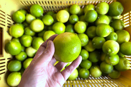 3kg【お買得】香りが良いタヒチライム★防腐剤・ワックス不使用、農薬節減★無選別お徳用