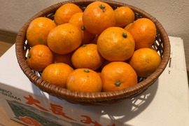 ちっちゃな甘えん坊【大長みかん】末っ子サイズ（家庭食用・10キロ)