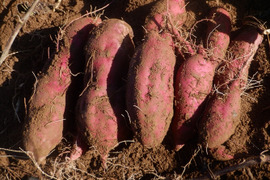 自然栽培　さつまいも　紅東（べにあずま）　5ｋｇ