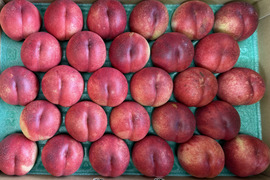 先行予約❗️ネクもも🍑ハネージュ🍑5キロ箱 22玉〜28玉　秀品