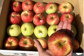 丸かじり用🍎🍏小玉りんご食べ比べ3種詰合せ2.5kg 低農薬で皮ごと安心！