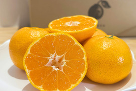 有田みかん　樹上完熟みかん　10キロ　2Sサイズ 家庭用　【上野早生】　極早生みかん